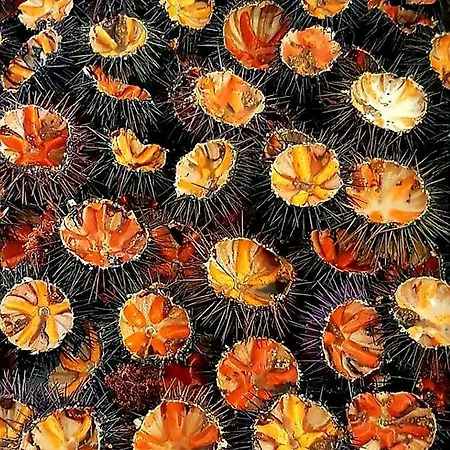 住宿加早餐酒店 Mistral Exclusive 加利波利